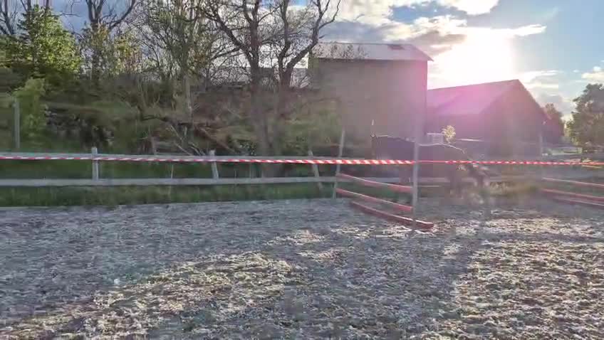 Hoppning hästar till salu: Trevligt sto - Video 3