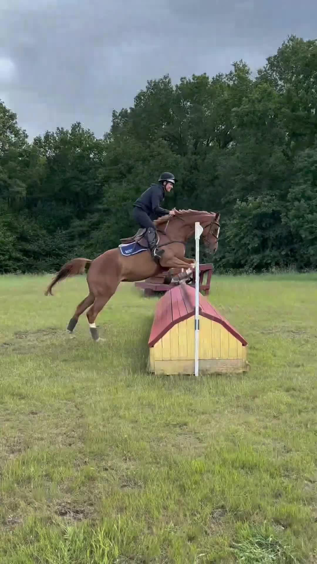 Fälttävlan hästar till salu: Blivande fälttävlansstjärna - Video 1