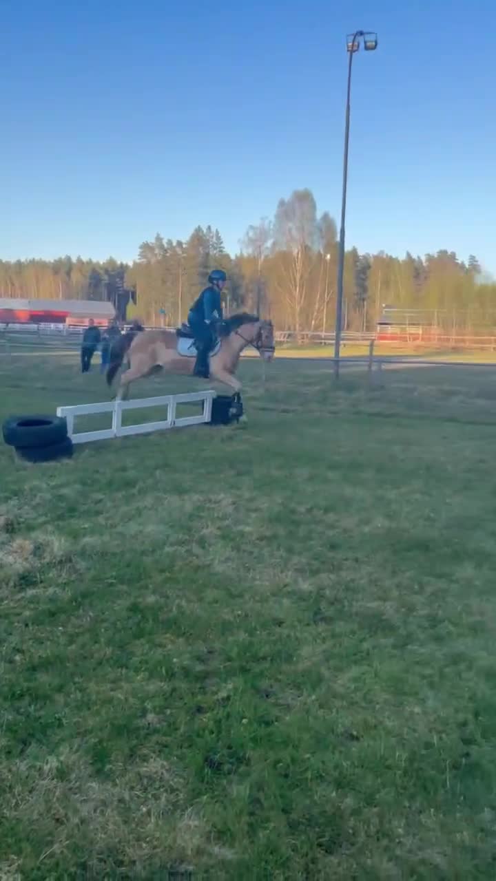 Hoppning hästar till salu: Blixten pigg och hoppglad ponny  🐴❤️ - Video 2