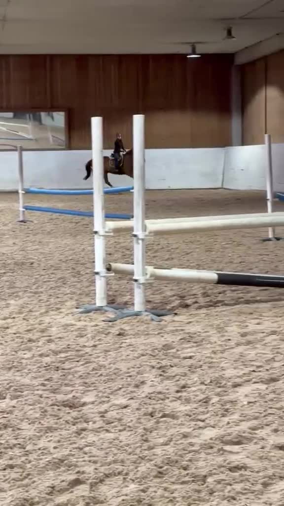 Allround hästar till salu: Supersnälla Cavalli - Video 2