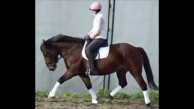 Allround hästar till salu: Gorgeous, sweet and ready for anything allrounder i Örsundsbro - Video 1