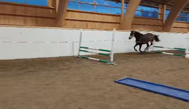 Hoppning hästar till salu: Häst som kan nå så långt du vill!! - Video 3