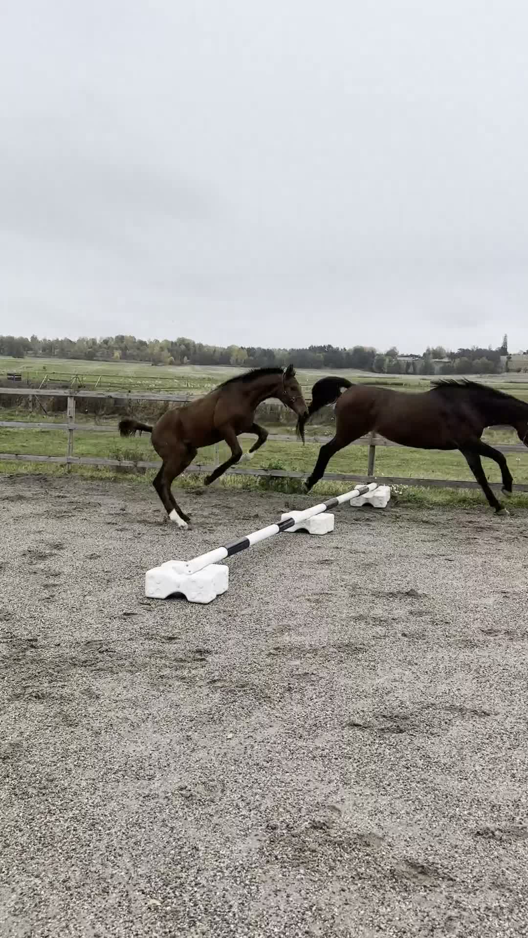 Hoppning hästar till salu: Exklusivt hingstföl med internationell hoppstam - Video 4