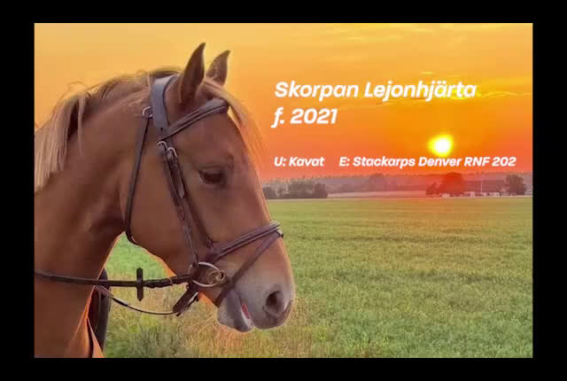Allround hästar till salu: D-ponny född 2021 i Laholm - Video 1