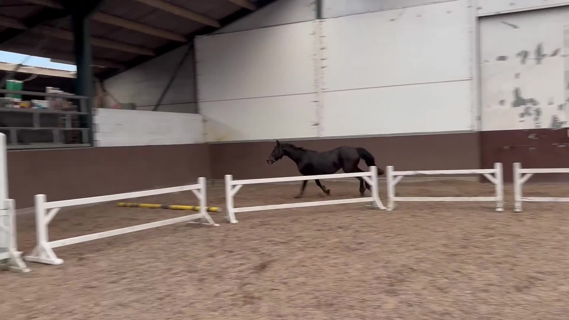 Allround hästar till salu: Modern modell connemara  - Video 1