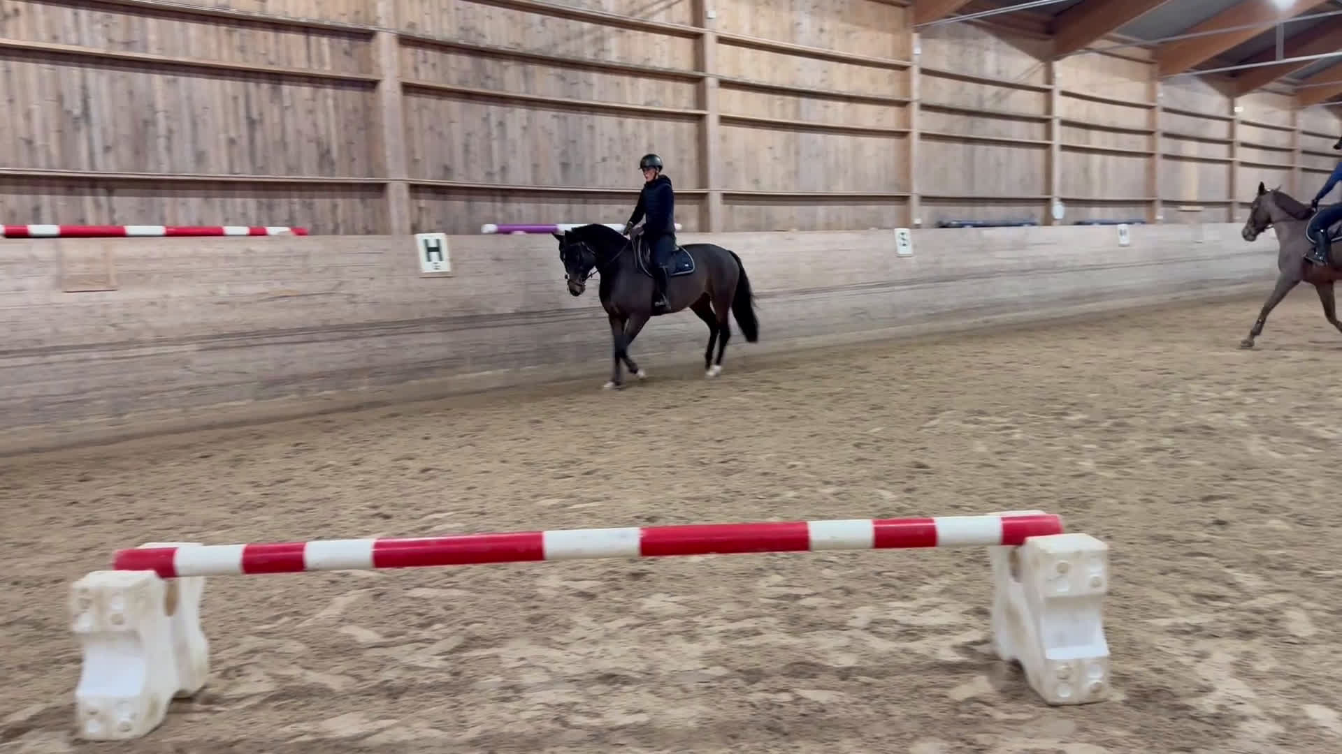 Allround hästar till salu: Perfekt juniorhäst - Video 1