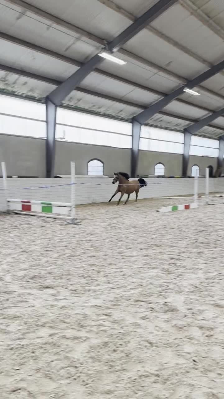 Hoppning hästar till salu: * INTRESSEKOLL * - Video 4