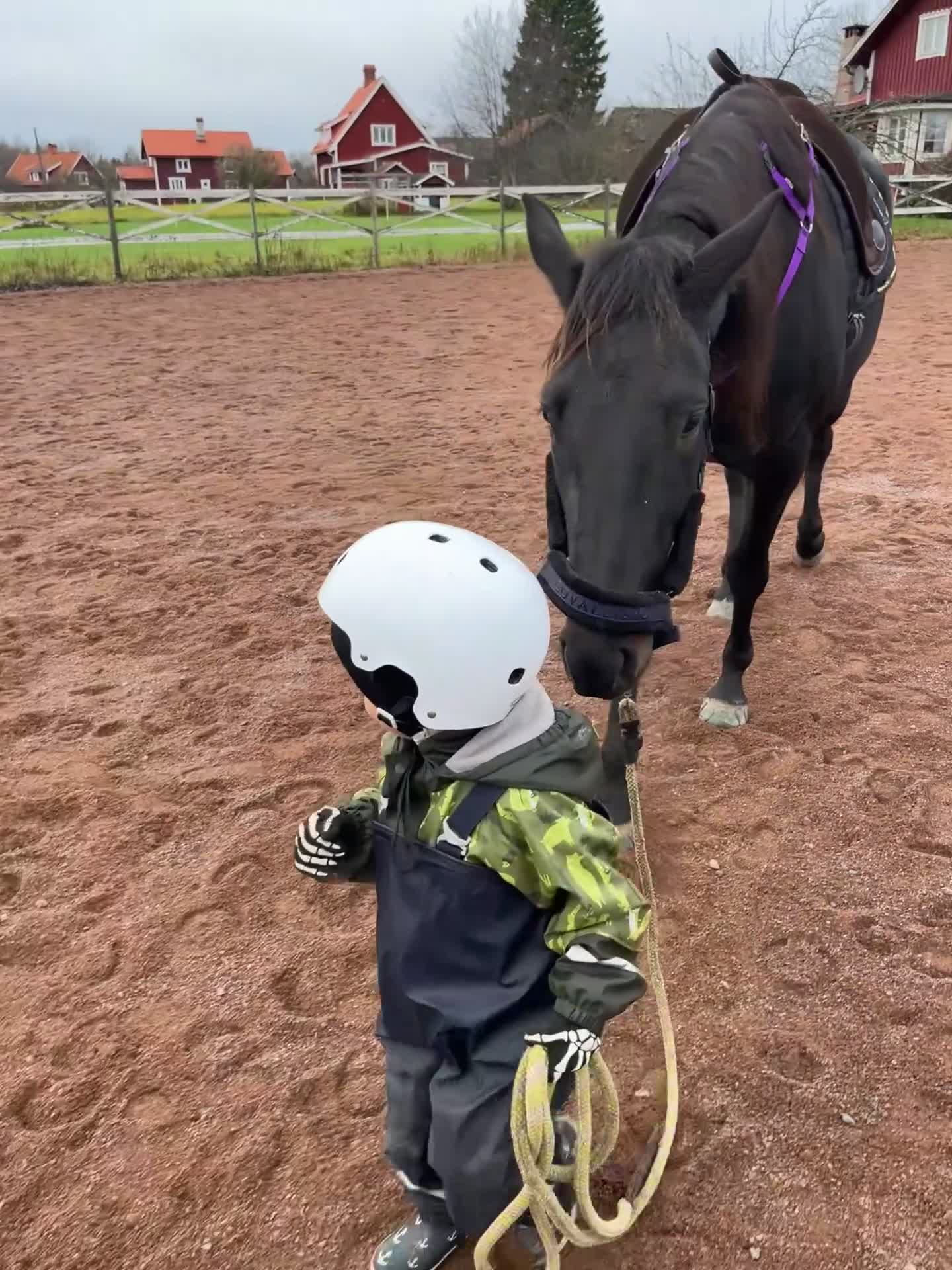 Allround hästar till salu: Din skogsmullekompis?  - Video 1