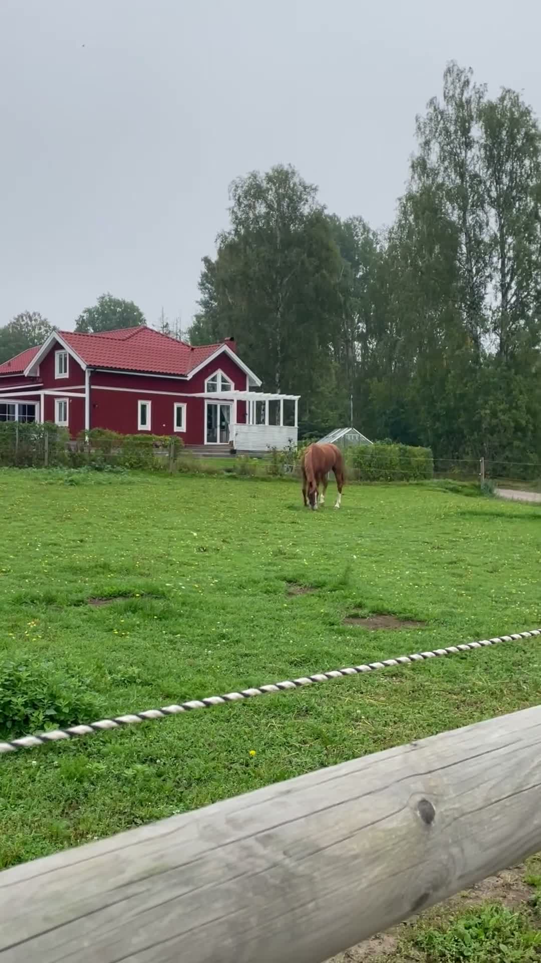Hoppning hästar till salu: Fin 4 åring med potential!  - Video 1