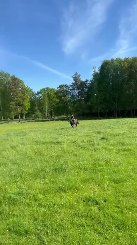 Hoppning hästar till salu: Lovande hopphäst med starkt mödrene - Video 3