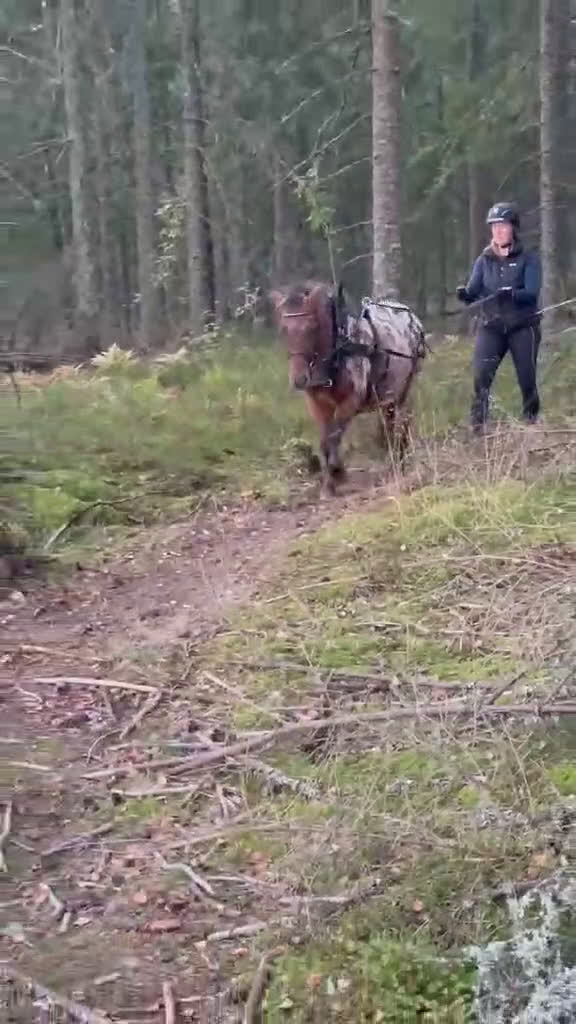 Allround hästar till salu: Sällskap, ponnyridning, körning!? i Karlstad - Video 1