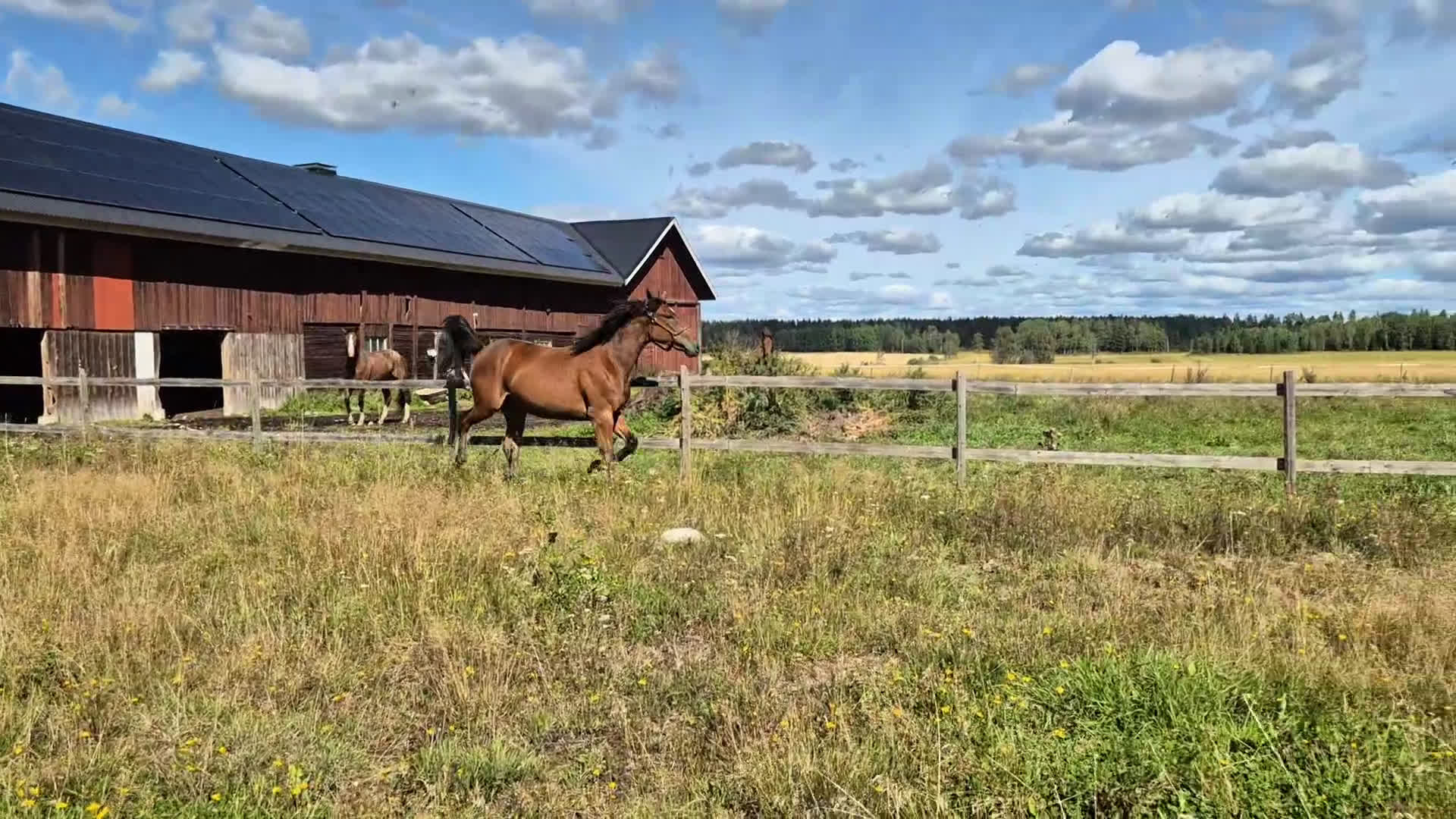 Trav hästar till salu: 2 åring  i Sala - Video 1