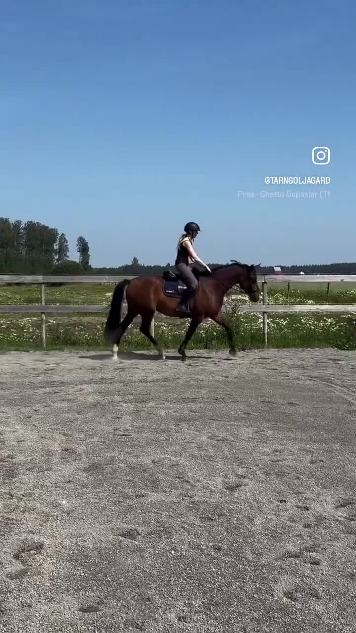 Hoppning hästar till salu: Lovande hopphäst e. Gamelus - Ludwigs Champion i Ransta - Video 4