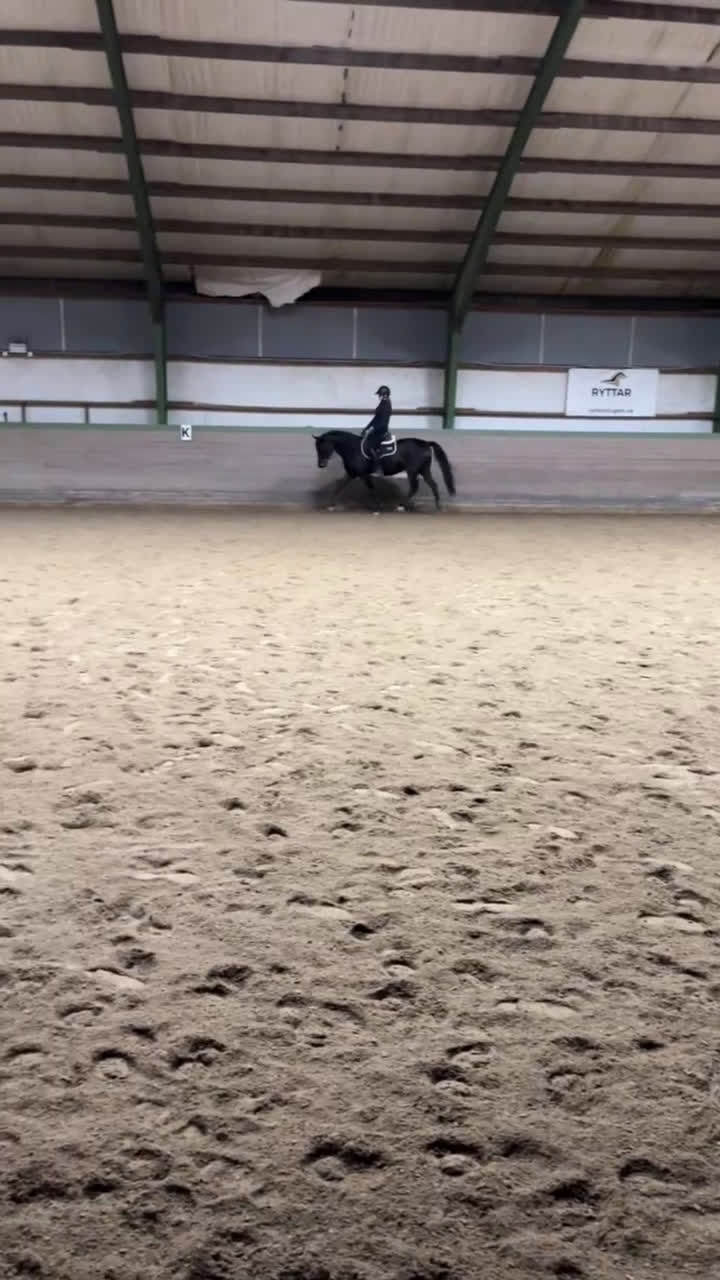 Allround hästar till salu: Lyxig hobbyhäst - Video 3