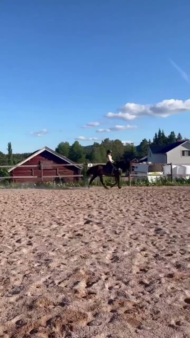 Allround hästar till salu: Lottmar söker nytt hem❤️ i Hammarstrand - Video 1
