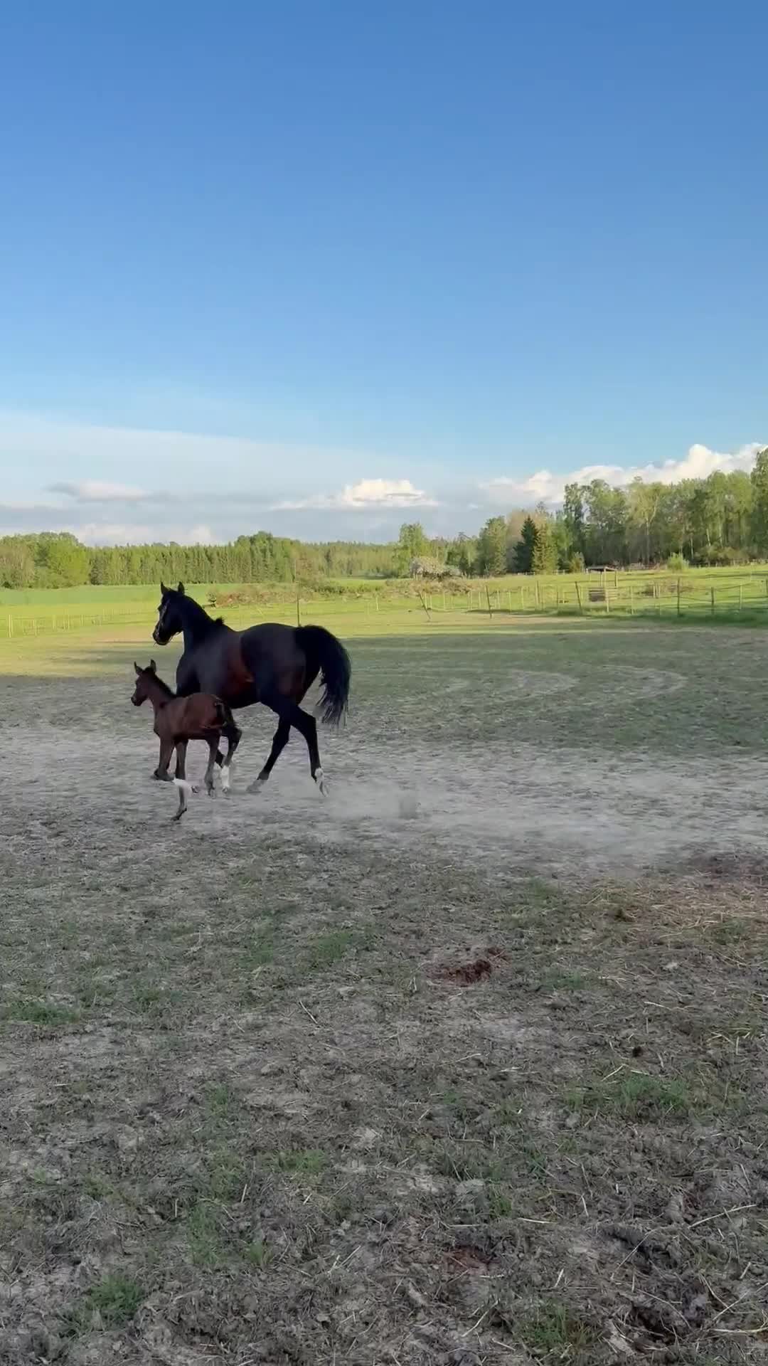 Hoppning hästar till salu: Fantastiskt föl - Video 1