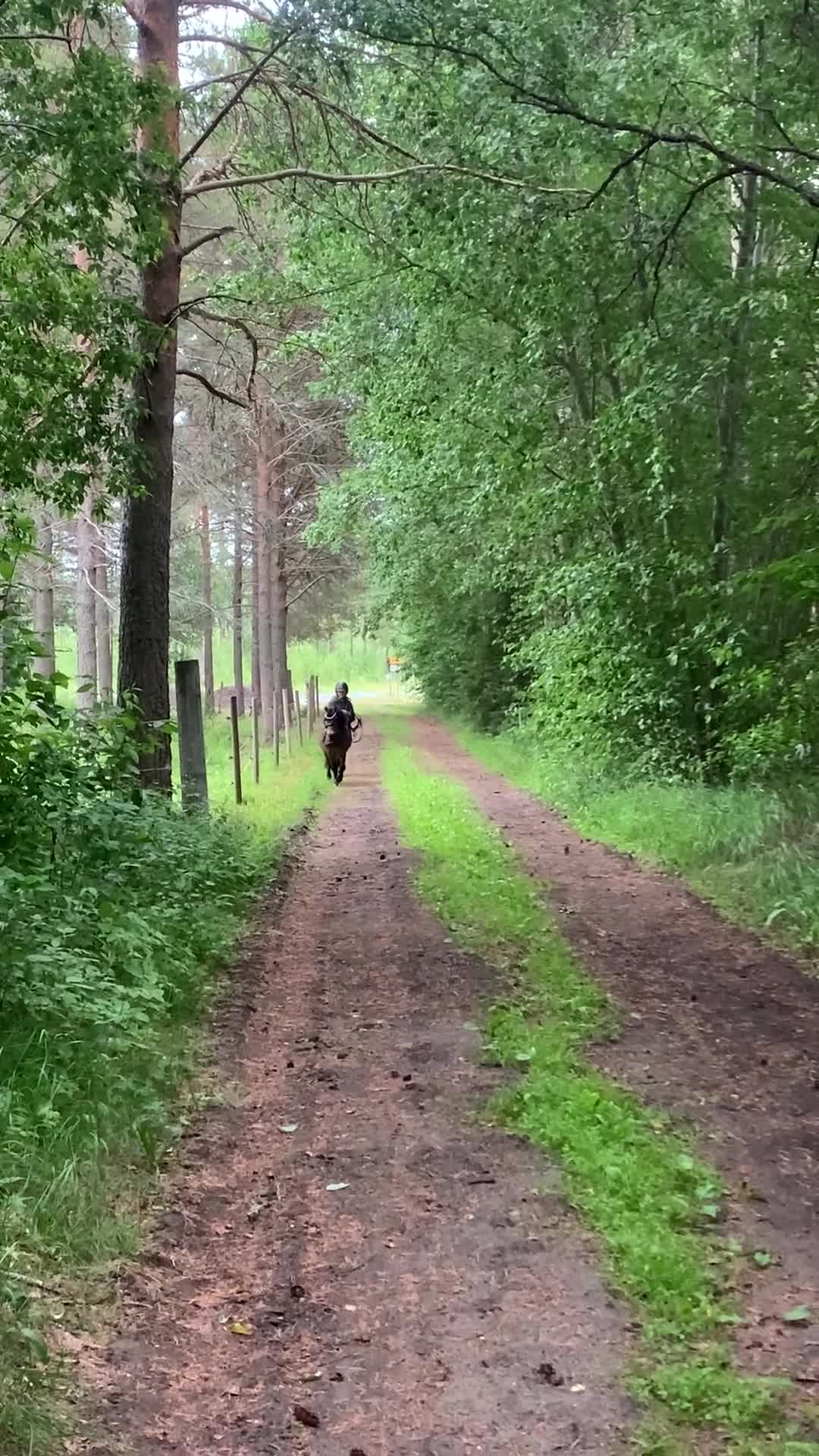 Allround hästar till salu: Vår charmiga Shettis söker nytt hem - Video 2