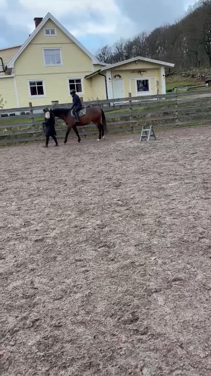 Hoppning hästar till salu: Mycket fint 3-åringt sto med meriterat mördene - Video 1