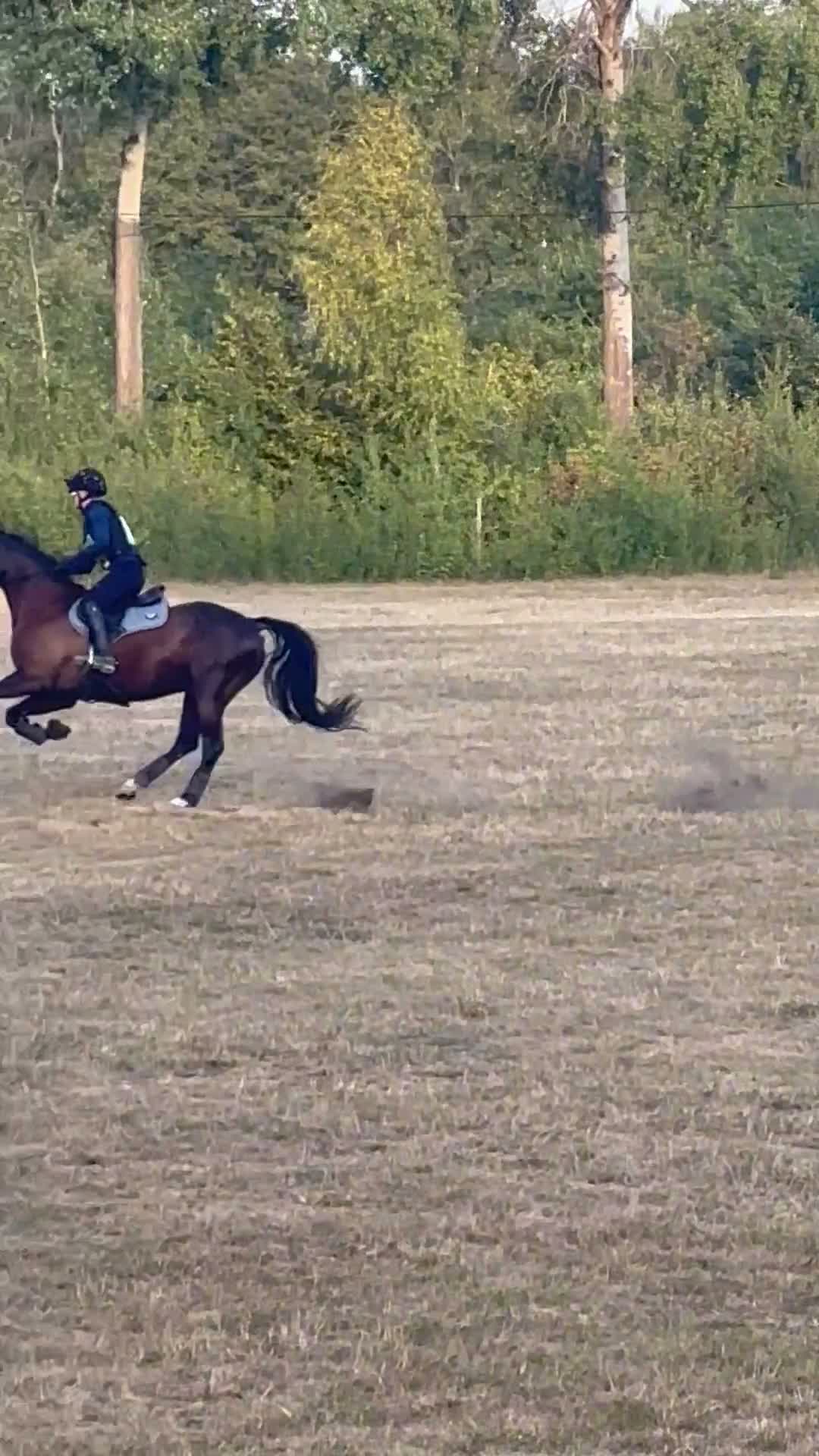 Allround hästar till salu: Snygg C ponny med potential  - Video 1