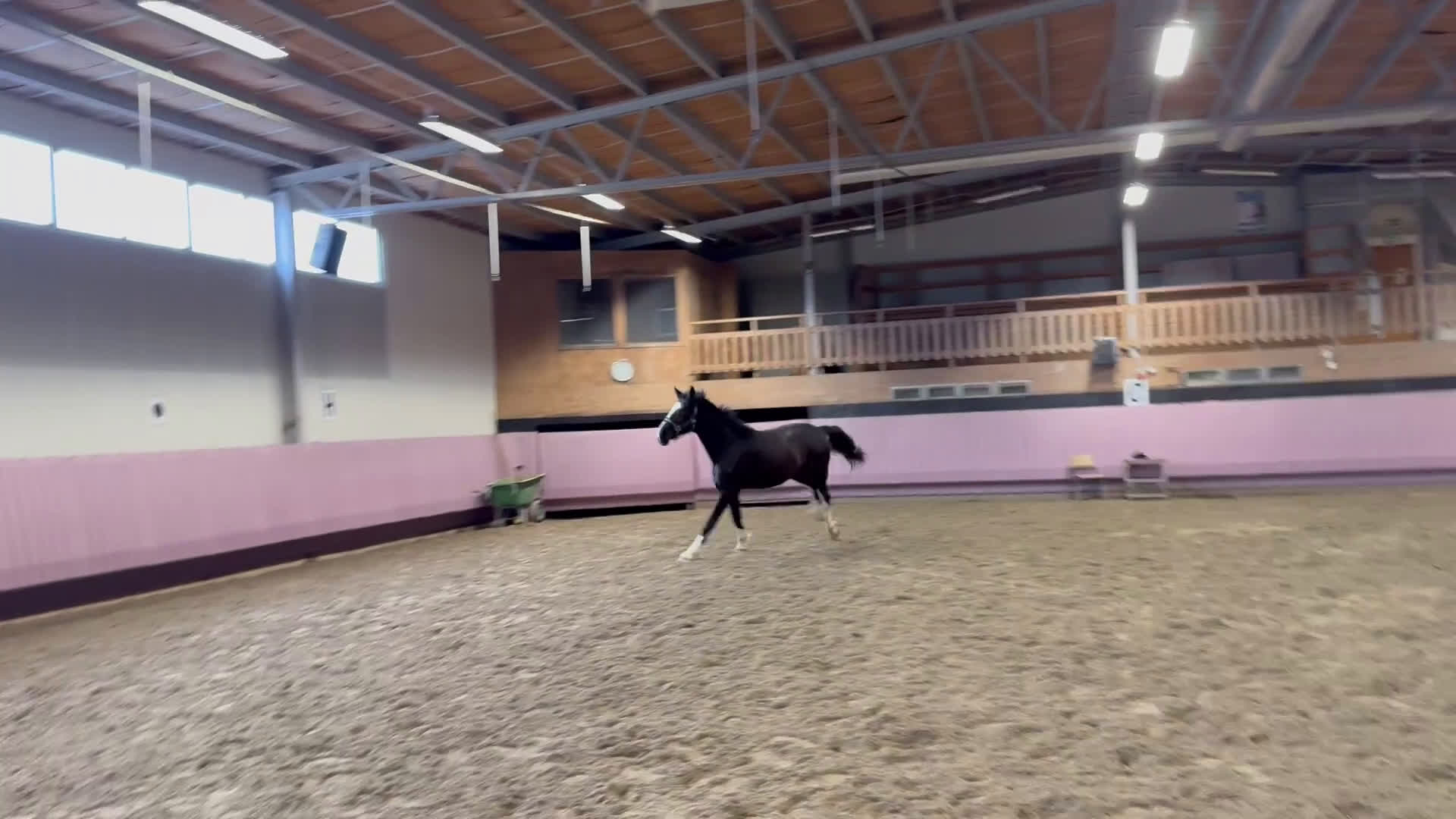 Allround hästar till salu: Blivande fälttävlansämne ? - Video 1