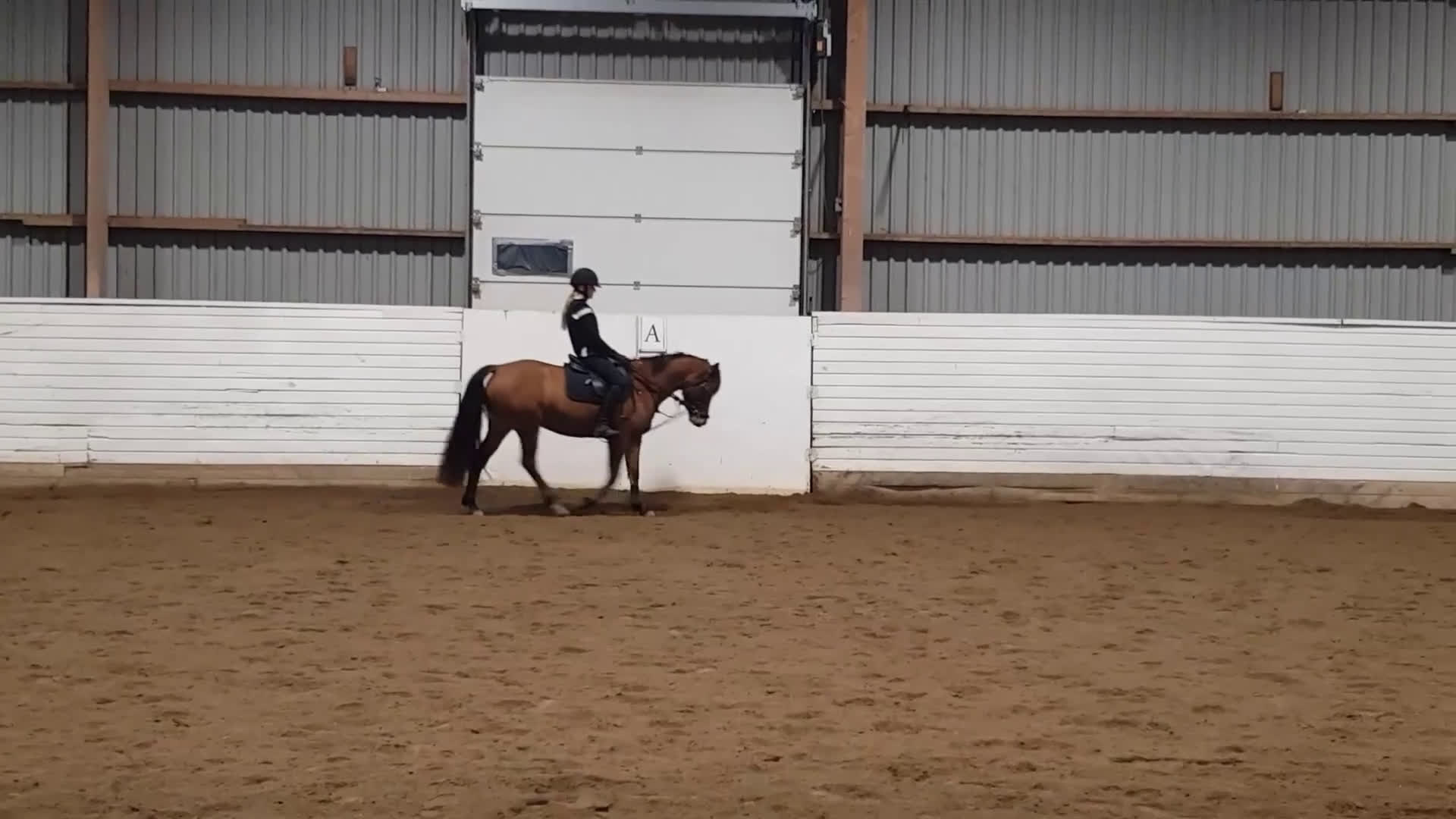 Allround hästar till salu: Ridponnysto - Video 1