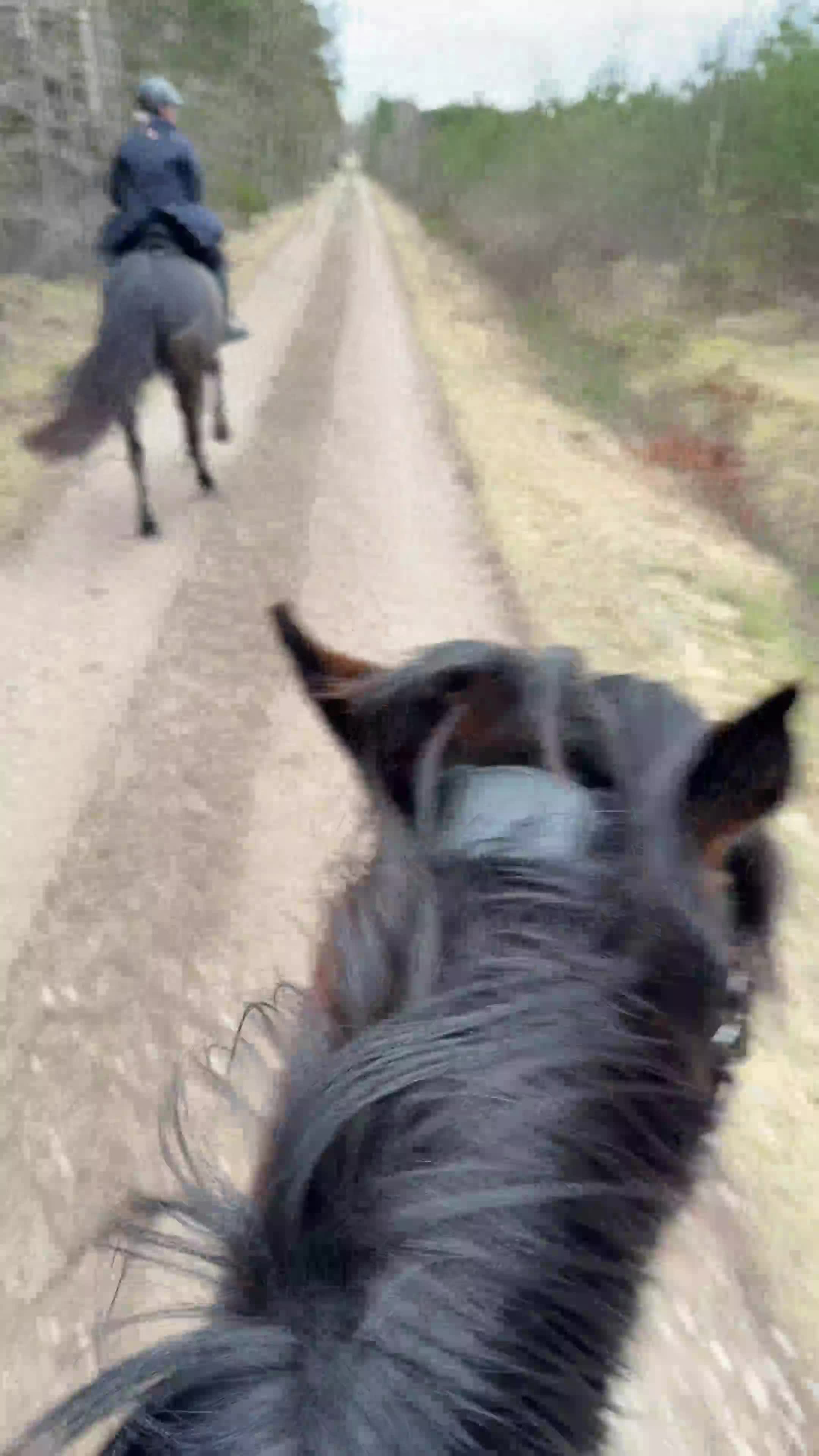 Hoppning hästar till salu: 🌟 Vackert D-ponny sto med utstrålning 🌟 - Video 2