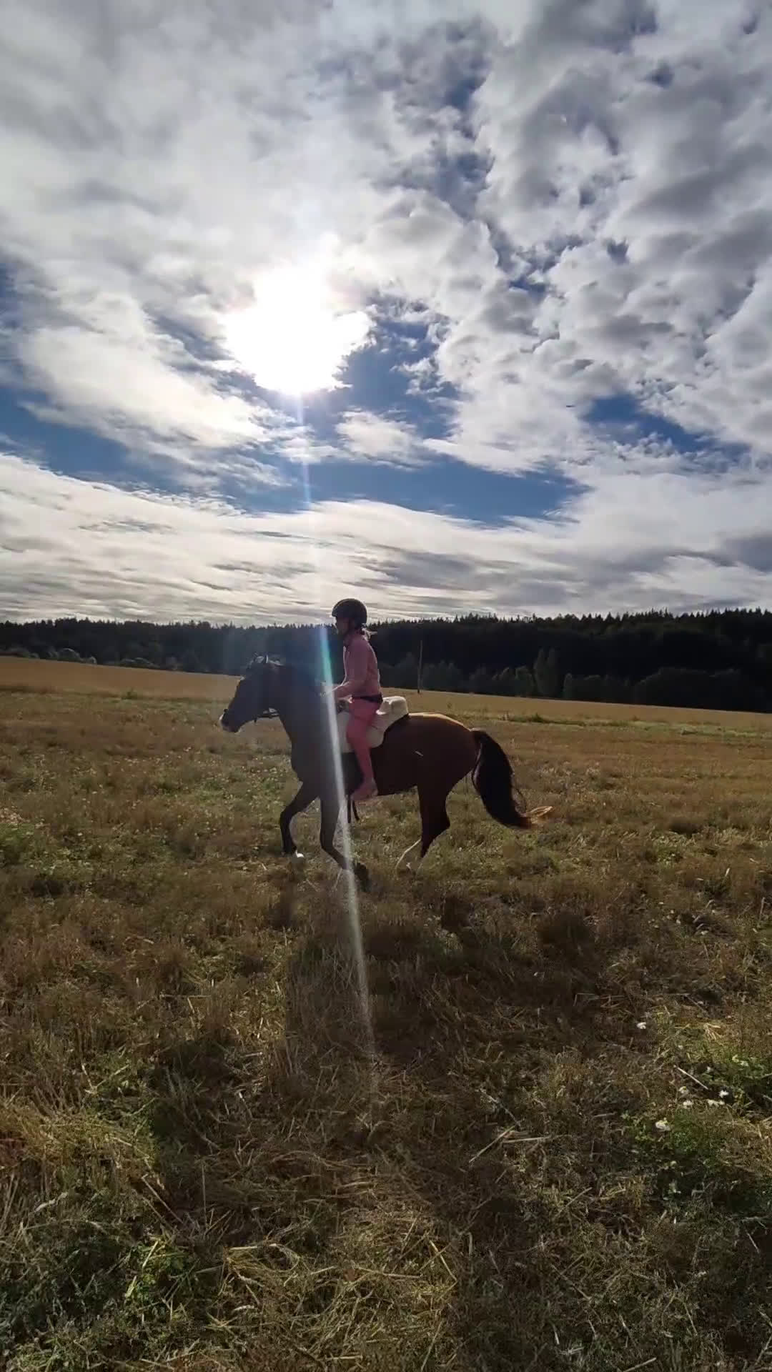 Allround hästar sökes: Äldre läromästare sökes (ponny eller storhäst) - Video 3