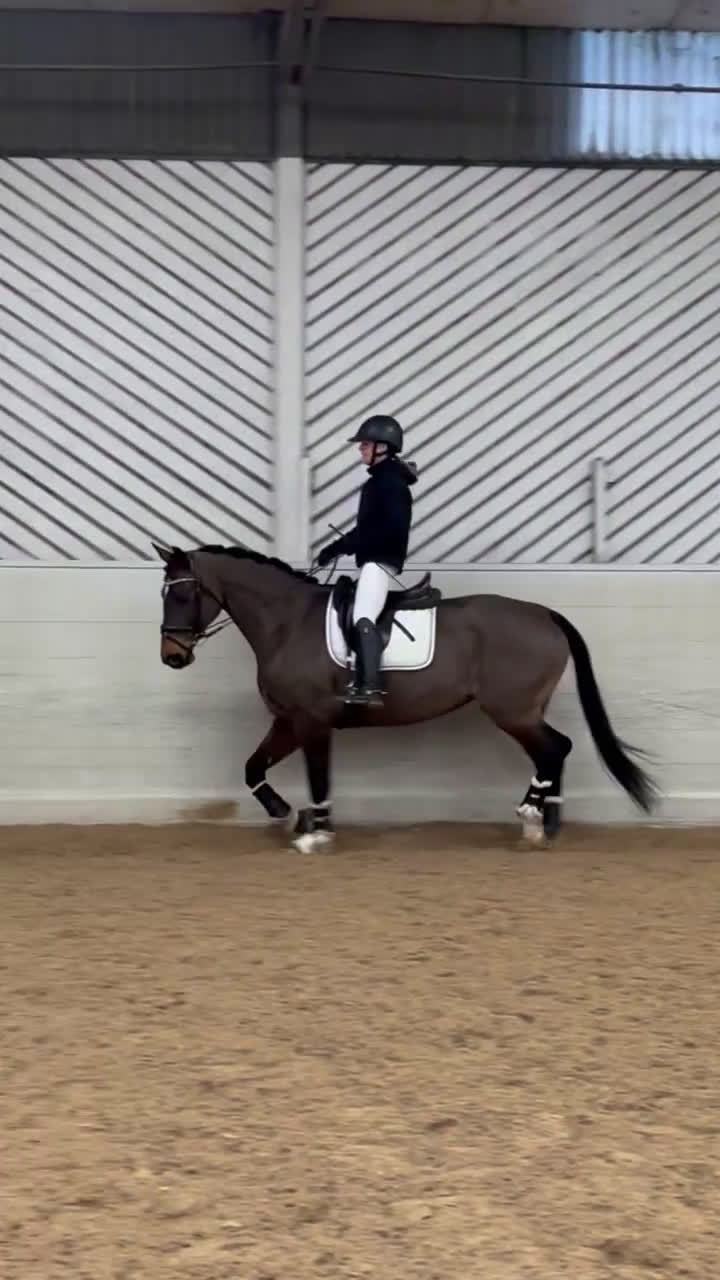 Dressyr hästar till salu: En bästavän att träna och tävla med - Video 1