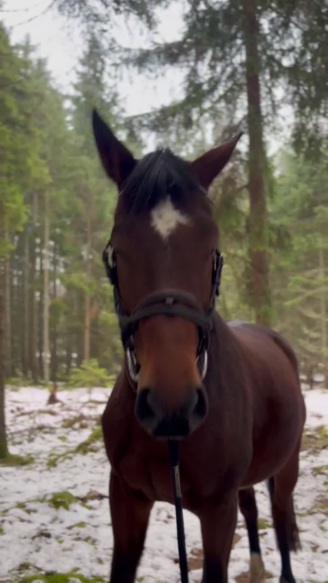 Avelshästar hästar till salu: Avelssto ur Liamant W VDL - Comme Il Faut  - Video 2