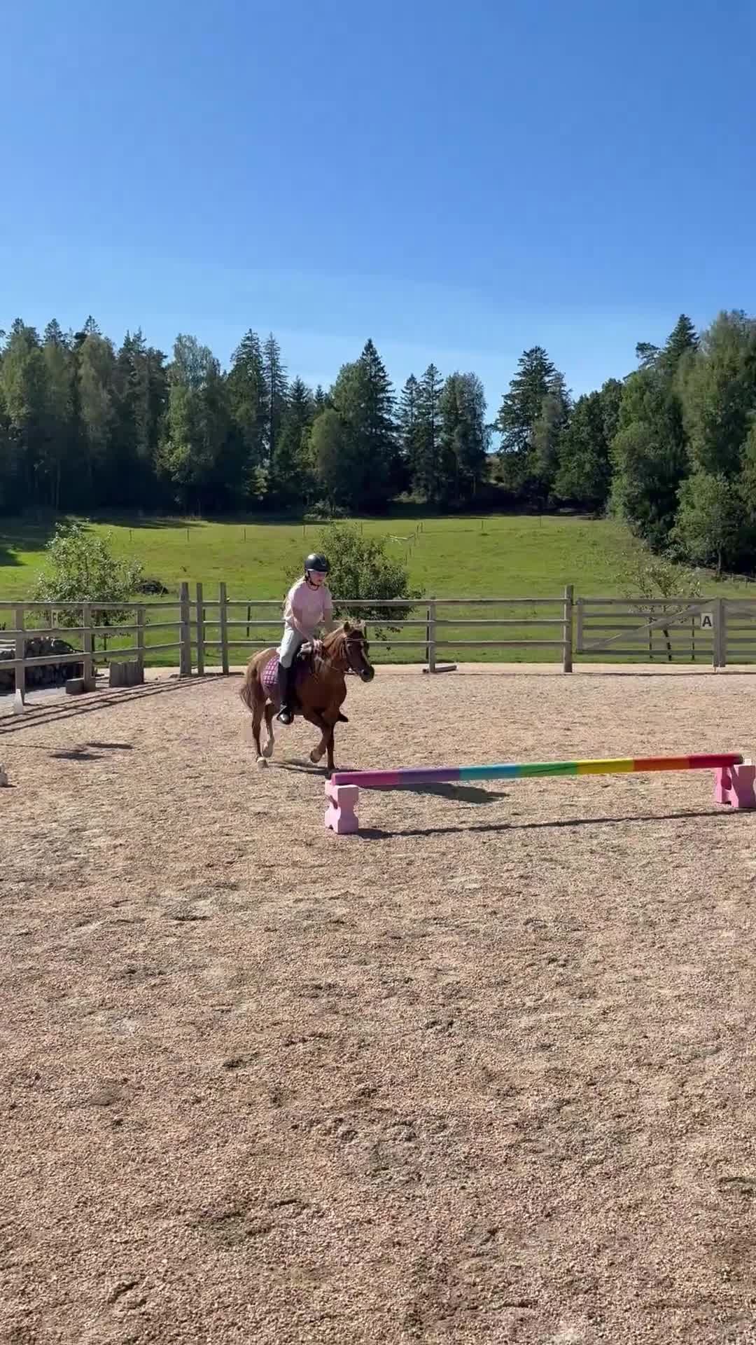 Allround hästar till salu: Sockersöt ponny! - Video 1