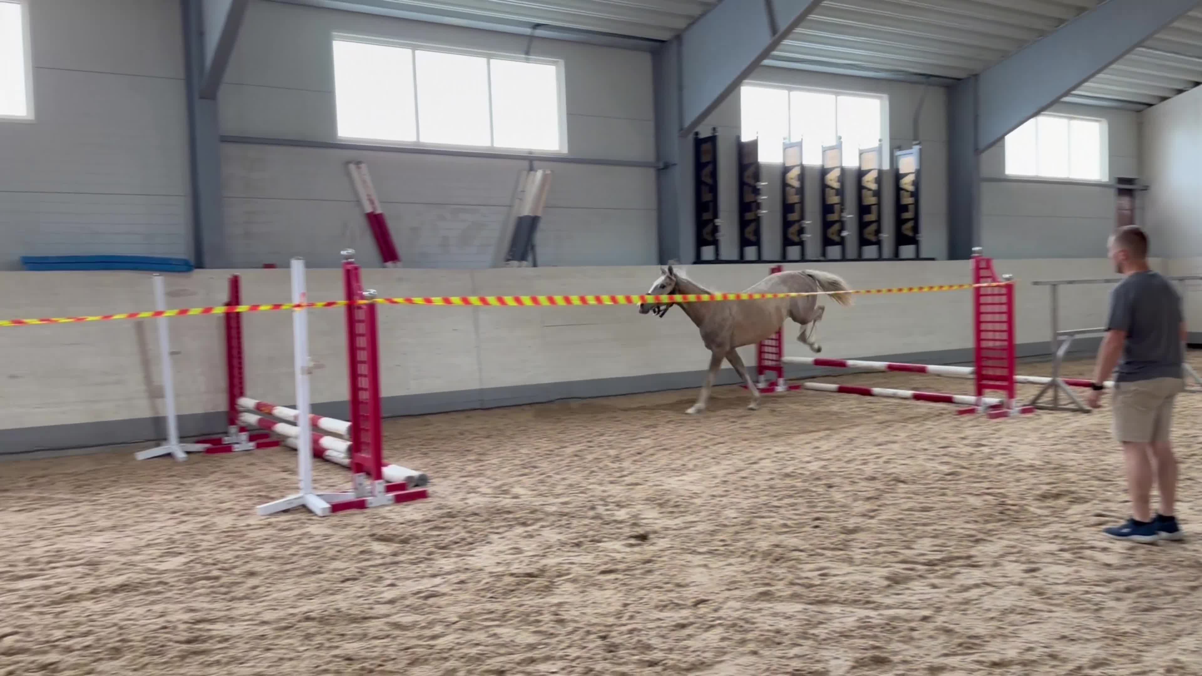 Hoppning hästar till salu: Charmig och talangfull 1-års hingst - Video 1
