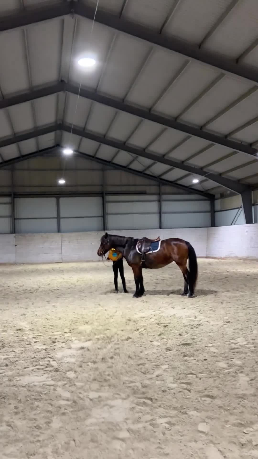 Allround hästar till salu: Trygg familjeponny! i Uddevalla - Video 1