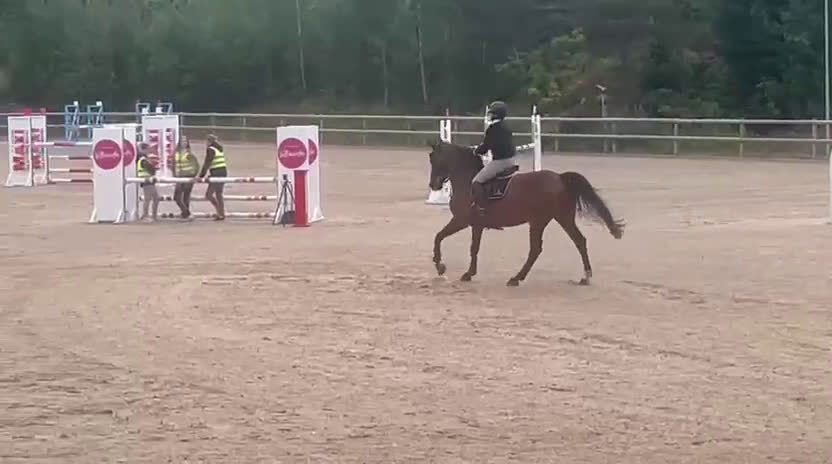 Hoppning hästar till salu: Trevligt sto till salu i Vallda - Video 1