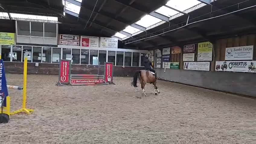 Hoppning hästar till salu: Trevligt sto - Video 5