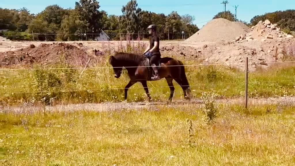 Island hästar till salu: Lira från Spelmansgården i Hjärnarp - Video 4