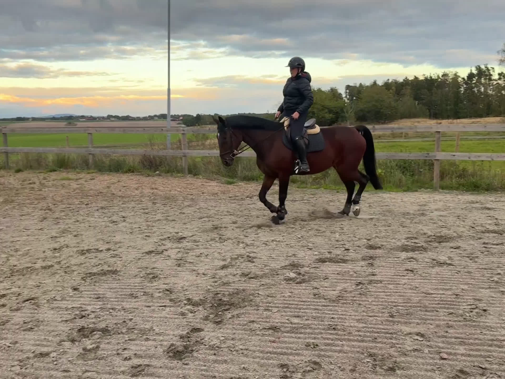Allround hästar till salu: Sto med mycket personlighet  i Lidköping - Video 1