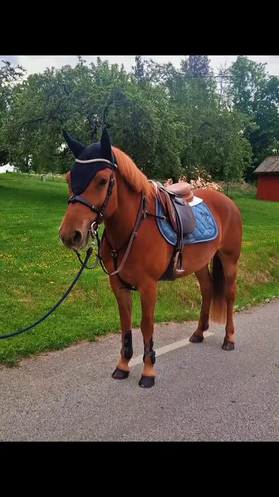Allround hästar till salu: Trevligt allroundsto - Video 1