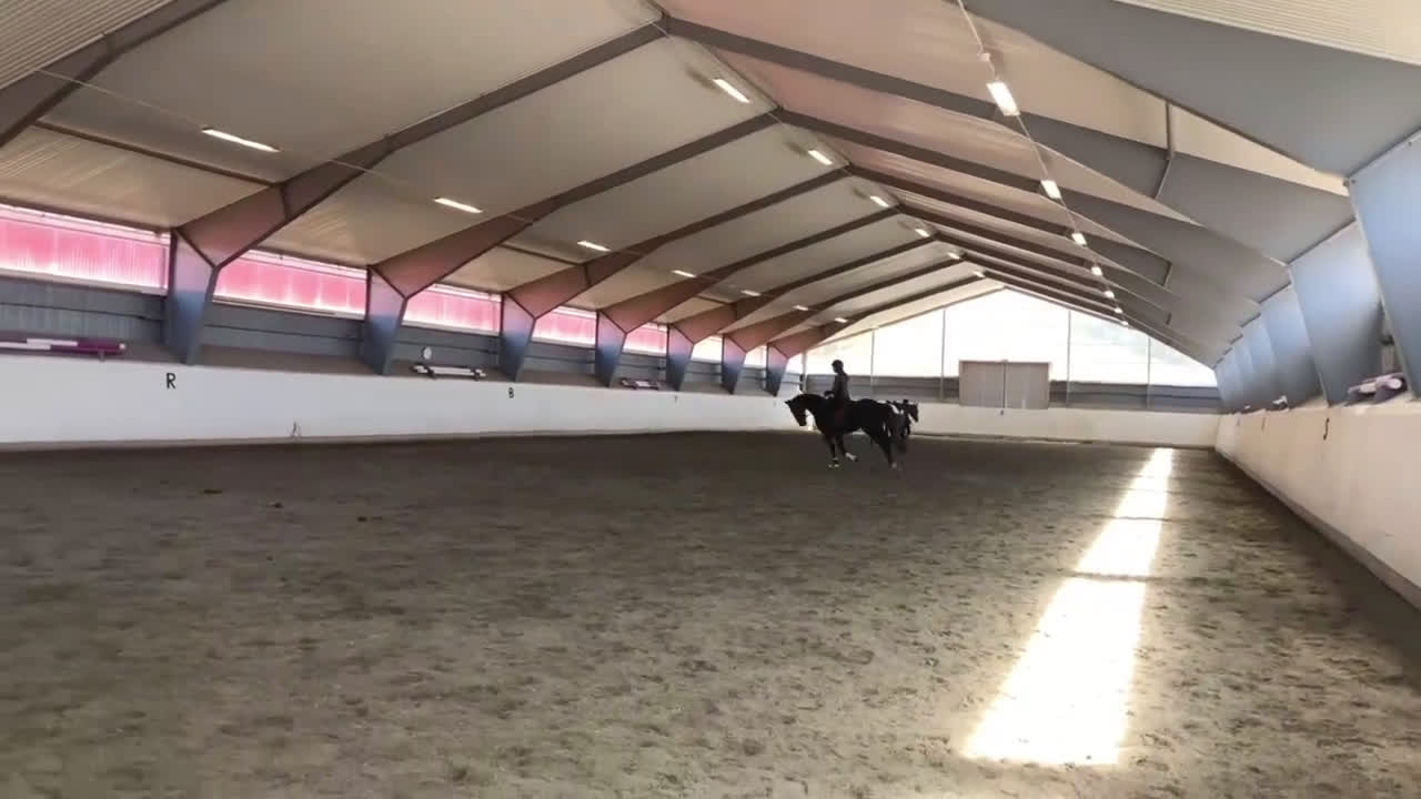 Dressyr hästar till salu: Ett äkta guldkorn i Forshaga - Video 3