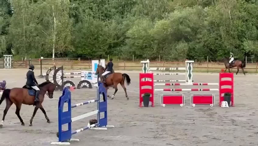 Hoppning hästar till salu: Den bästa vännen med mycket kapacitet - Video 1