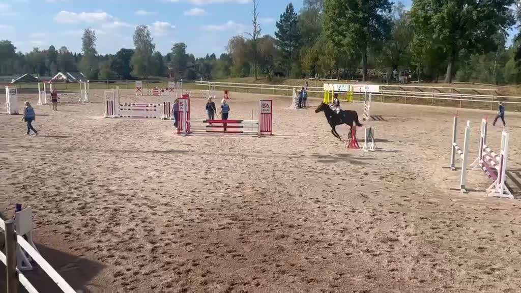 Hoppning hästar till salu: Perfekt läromästare  - Video 2