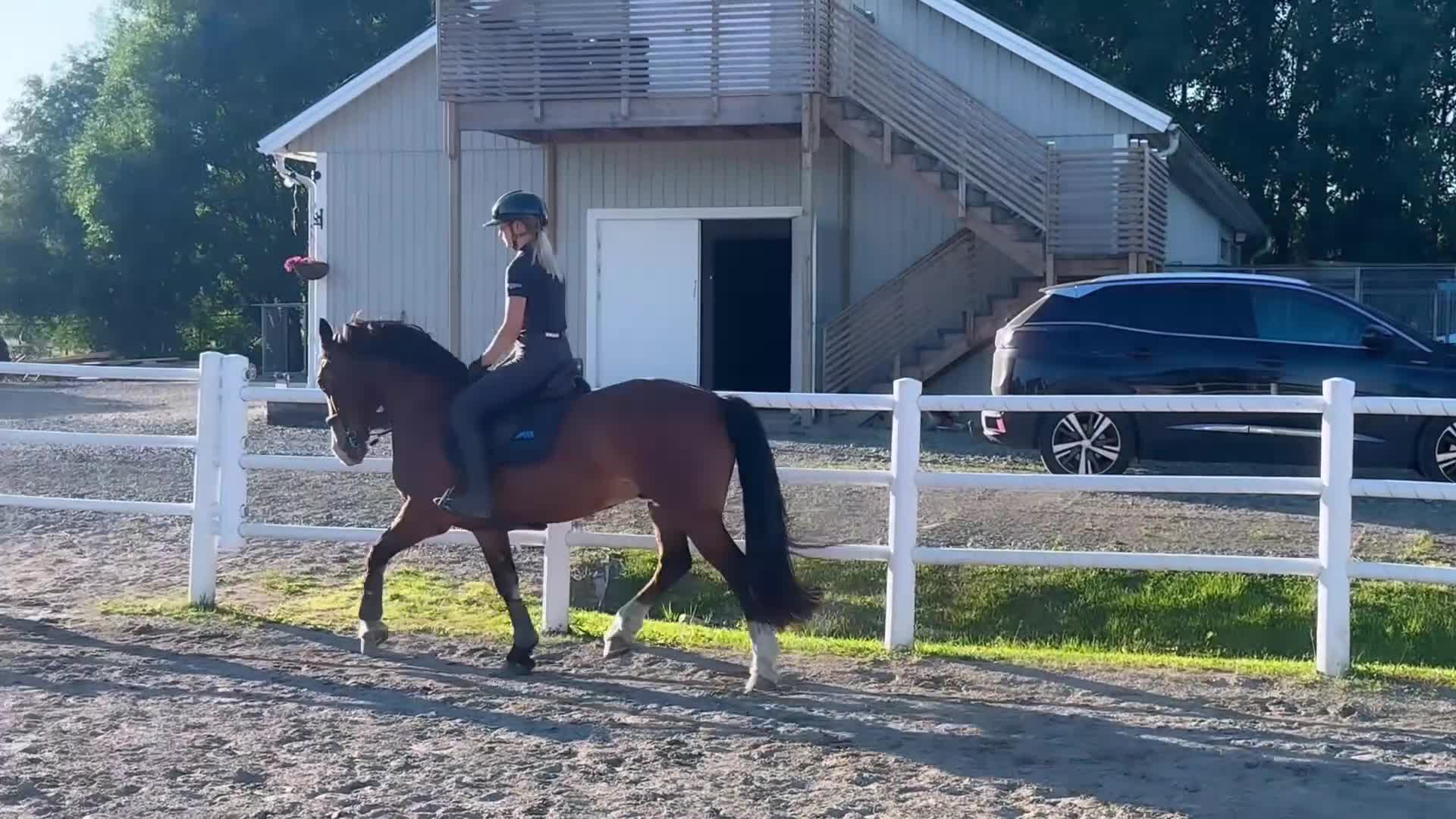 Allround hästar till salu: Mångsidig ponny med mycket power🌟 i Rånäs - Video 1