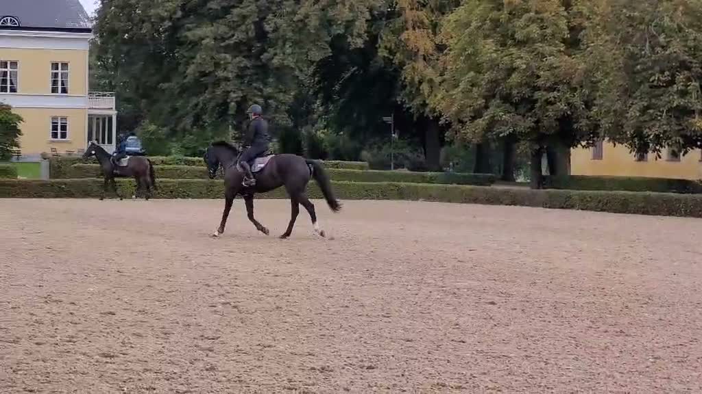 Hoppning hästar till salu: Häst med scoope  - Video 1