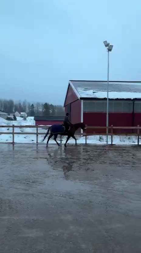 Allround hästar till salu: Trevligt fux fullblod  - Video 1
