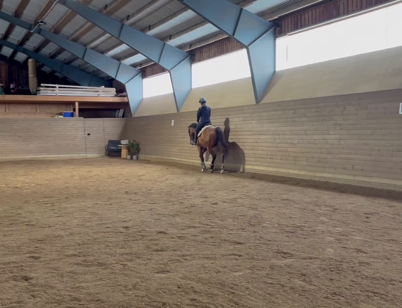  foderhäst finnes: SWB-valack f 2019 utlånas i Örebro - Video 1