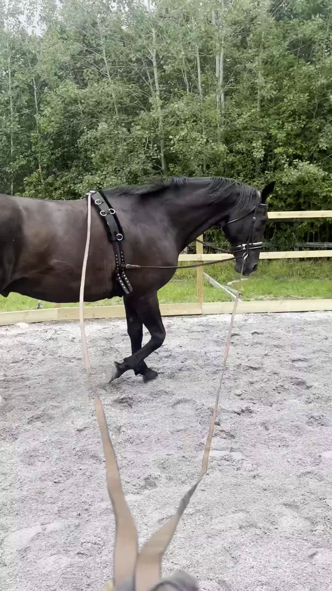 Allround hästar till salu:  Svart BWP valack, 14 år, 185 cm. i Almunge - Video 2