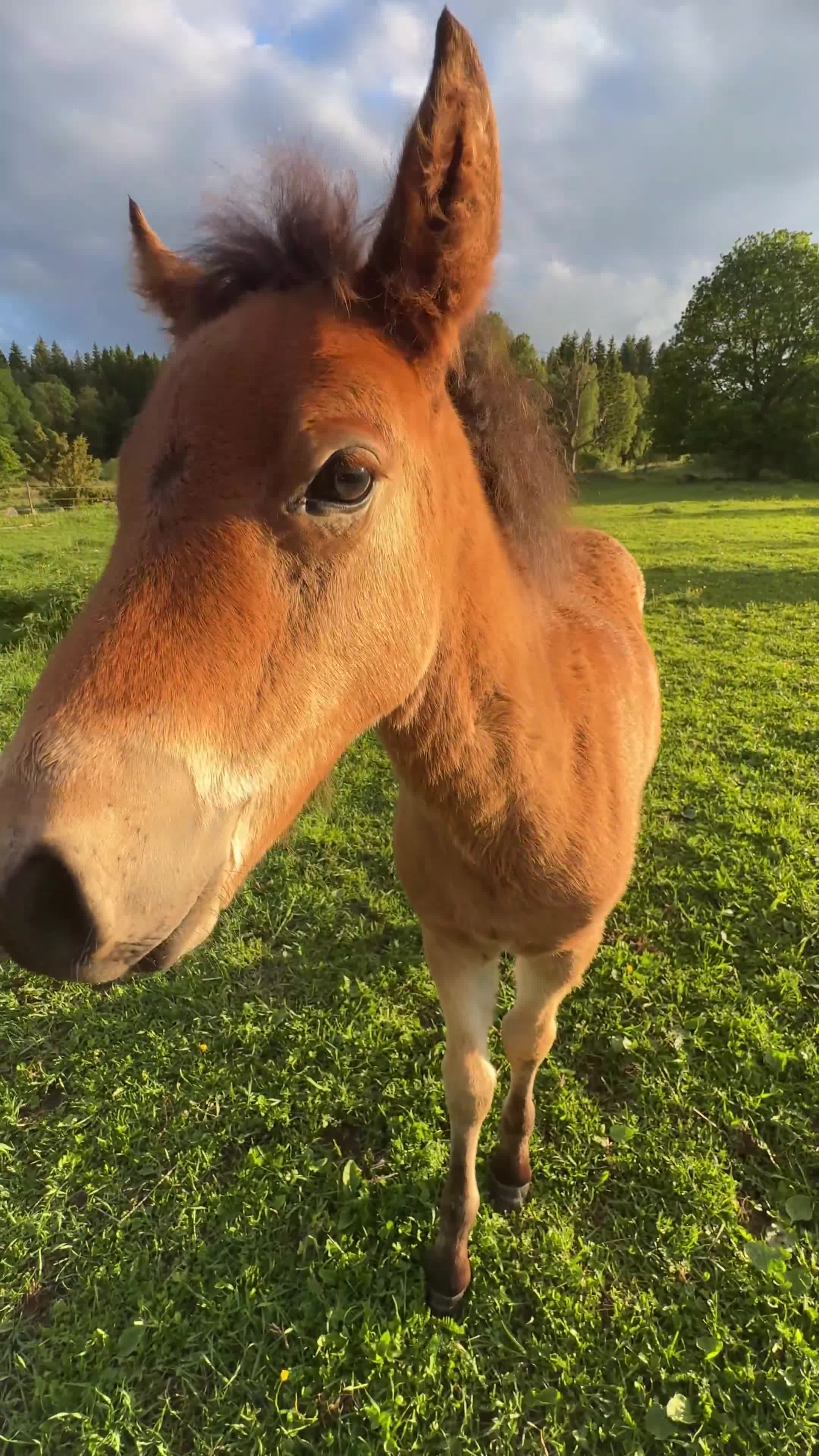 Allround hästar till salu: Årsföl - Video 1