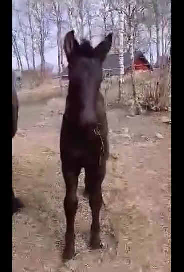 Dressyr hästar till salu: Daryan - lovande framtida sportstjärna i Upplands Väsby - Video 1