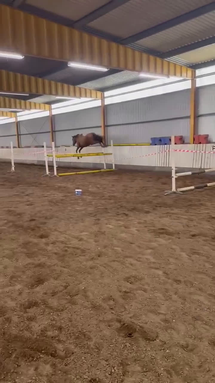 Hoppning hästar till salu: 3-årigt inridet sto e.Contant Q.  Röntgad. i Ängelholm - Video 1