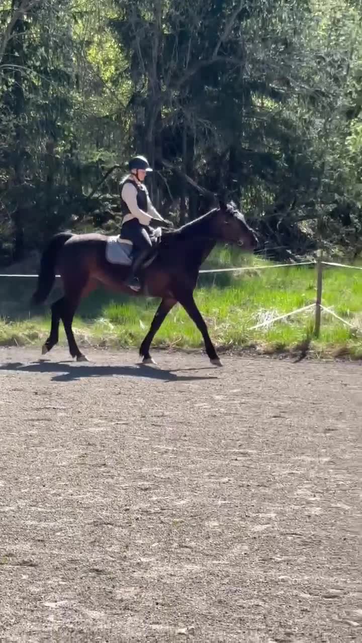 Allround hästar till salu: Underbar ridtravare - Video 1