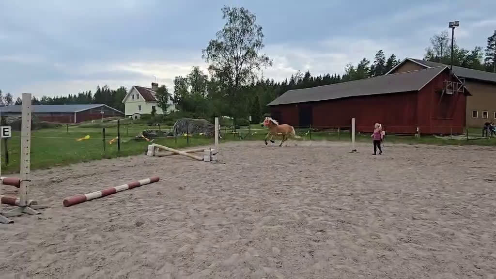 Allround hästar till salu: Franatica 10-årigt sto allround  - Video 2